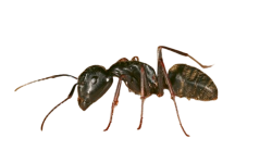 Carpenter Ant