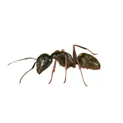 carpenter-ant What is a carpenter ant
