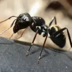 carpenter-ants Carpenter ant
