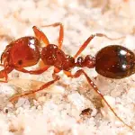 fire-ant Fire ant