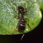 pavement-ant Pavement ant