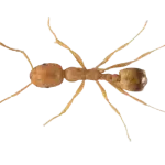 pharaoh-ant-without-background Pharaoh ant without background