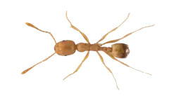 pharaoh-ant-without-background Pharaoh ant without background