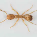 pharaoh-ants Pharaoh Ant