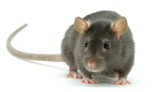 rat-control-in-burnaby Burnaby rat control