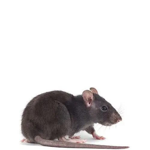 rat-fact-1 rat seeing from the side
