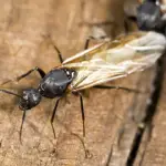 winged-ant Winged ant