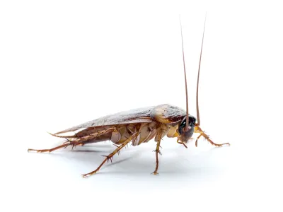 Residential Cockroach control services