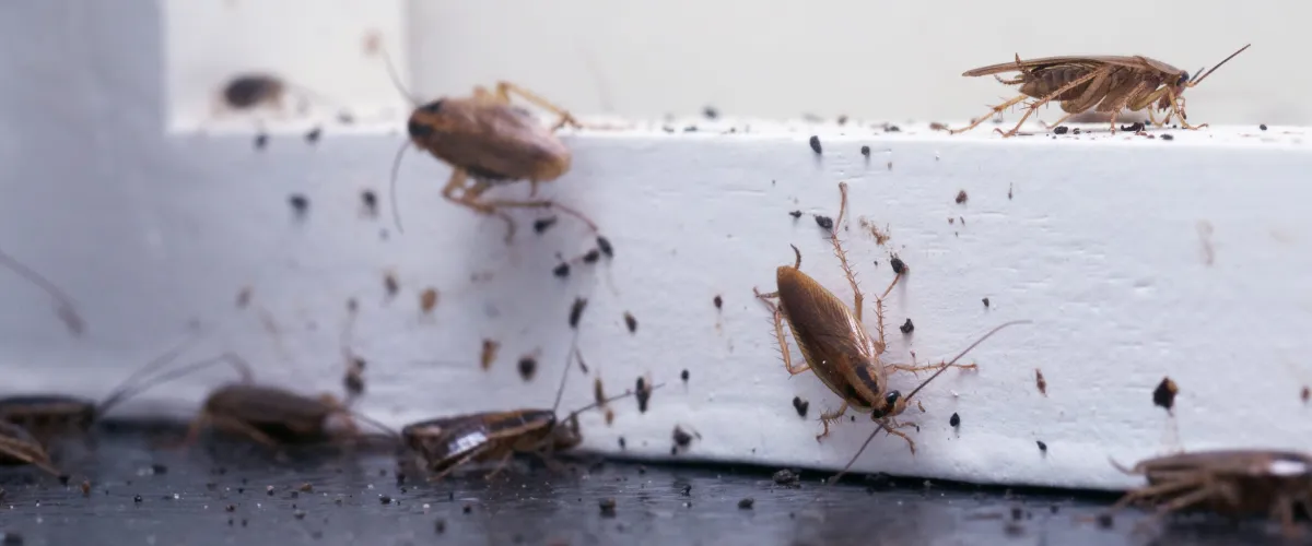 Cockroach Infestation preventative pest control