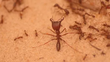 Commercial ant control