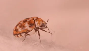 Commercial occasional invaders control