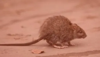 Commercial rat control