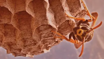 Commercial wasp control