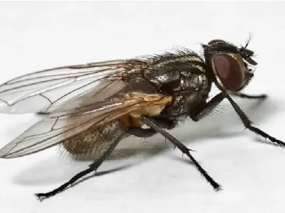 House flies