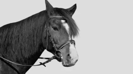 How to control flies in stables