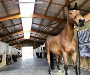 Pest Control Stables