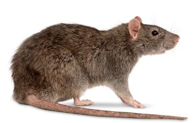 rat control services in Greater Vancouver