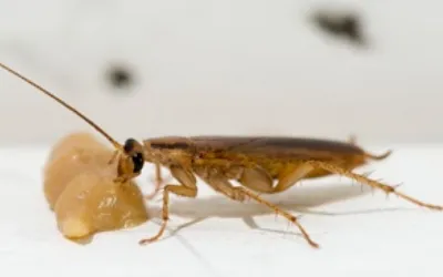 Cockroach treatments by 1st pest control