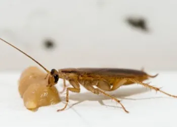 delayed-start-of-treatments Delayed start of pest control treatments