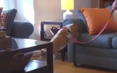 k9 and handler conducting a bed bug inspection