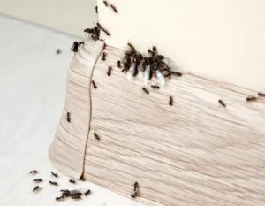 Vancouver early spring ant invasion spring ant infestations in homes