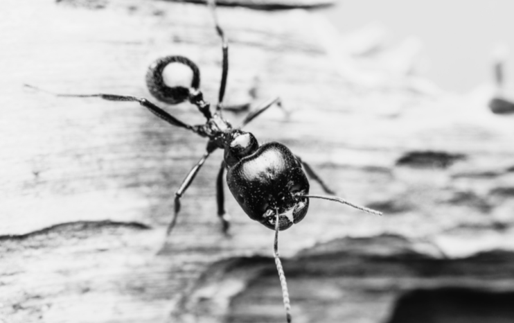 ant-control-lp1