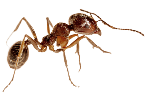ant-control-lp2 Effective Ant Control