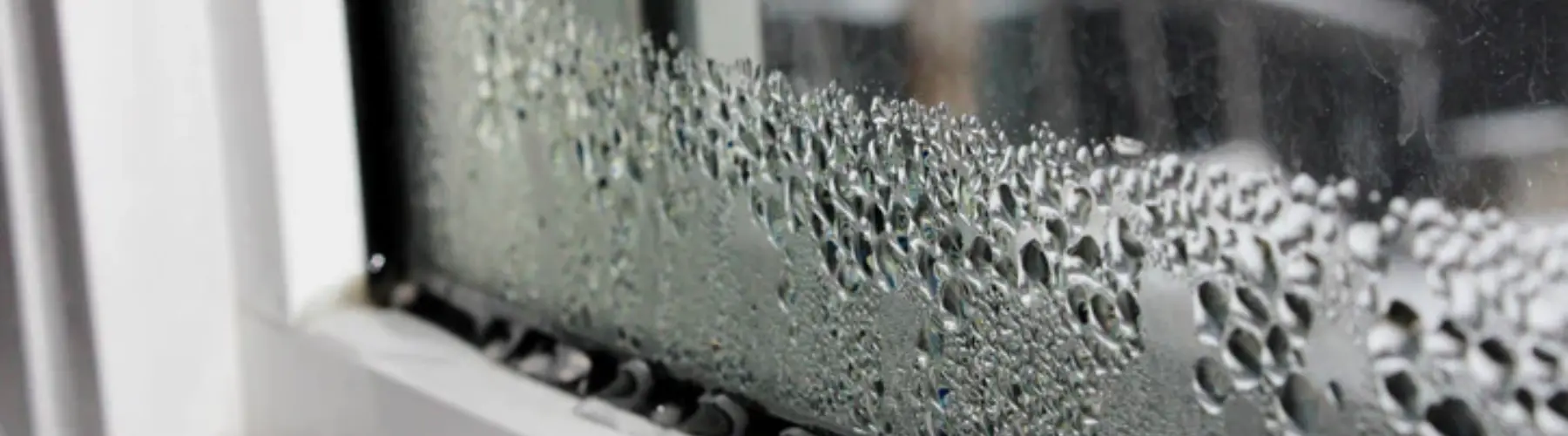 Vancouver spring moisture pest problems