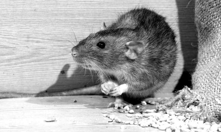 rodent-borne disease