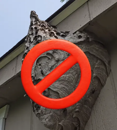 No Wasp nest sign