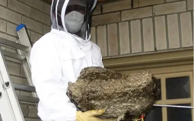 pest control technician safely removing a gigantic wasp nest