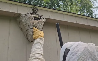 pest control technician removing wasp nest