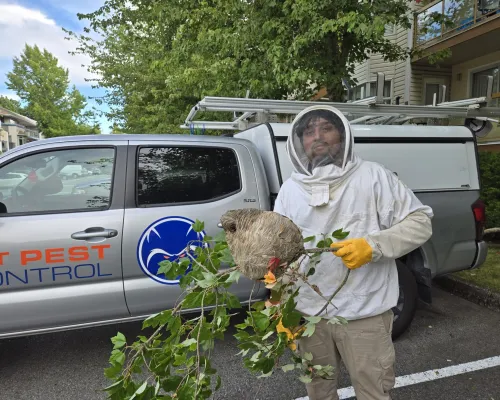 Wasp nest removal service by 1st pest control