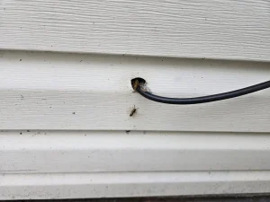 spring wasp nest identification Vancouver