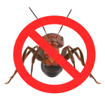 no-ants-allowed-in-our-house