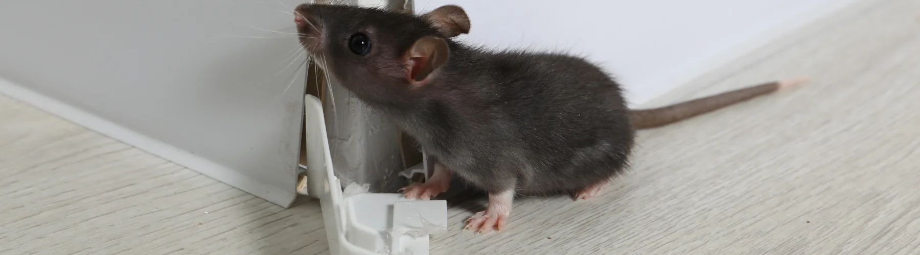 rodents in warmer months activity