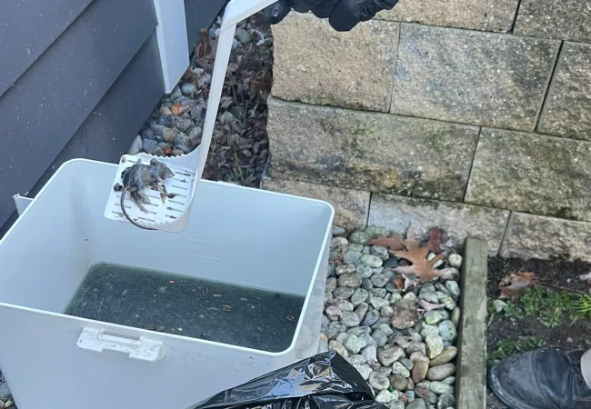 Technician removing rodents from an Ekomille Rodent trapping system