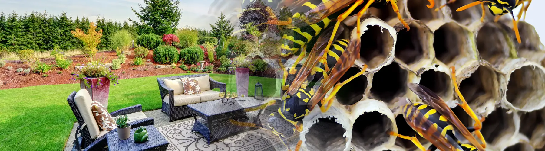 don't let wasps ruin patio season