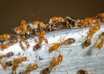 Ant control