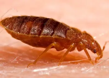Bed bugs