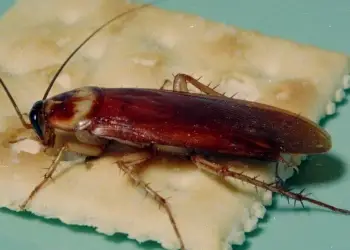 cockroach