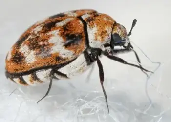 fabric pests