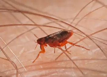 fleas and ticks