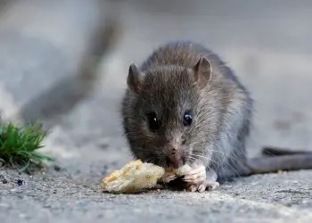 rodent control
