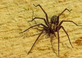 Spider