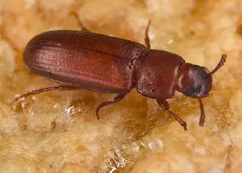 stored-product-pest