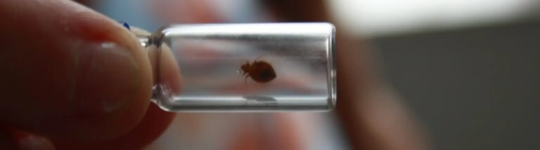 bed-bug-control-services Bed bug control services