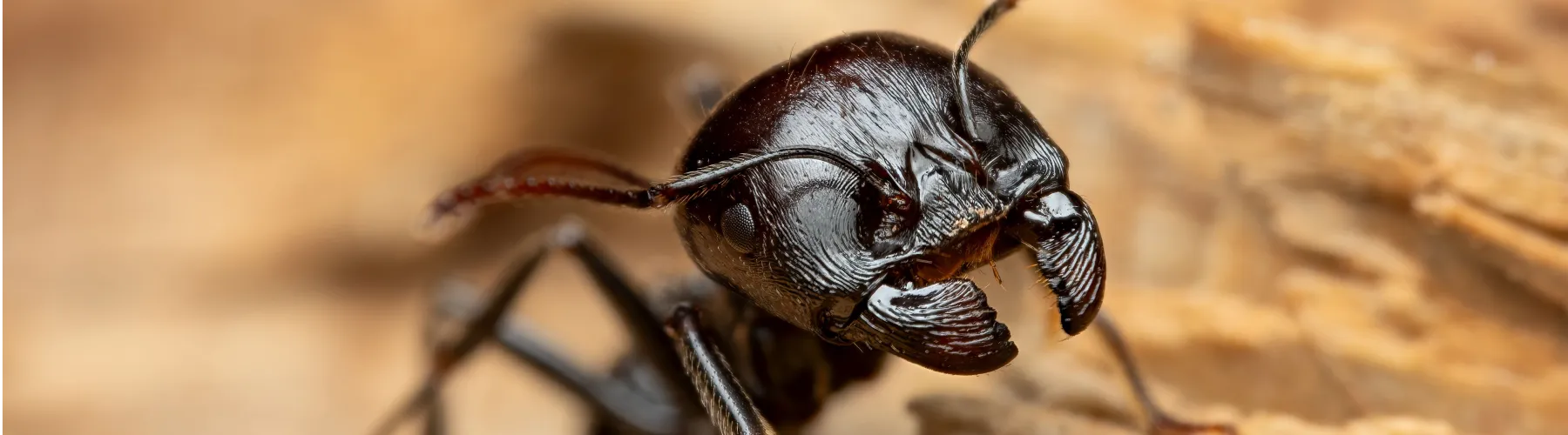close-up-of-a-pavement-ant How to identify pavement ants