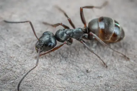 how to identify pavement ants