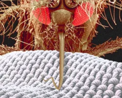 mosquito-stinging-through-clothing mosquito stinging through clothing